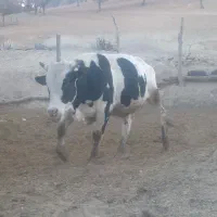 گوساله|حیوانات مزرعه|پاتاوه, |دیوار