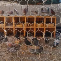 فروش کبوتر|پرنده|پیر بکران, |دیوار