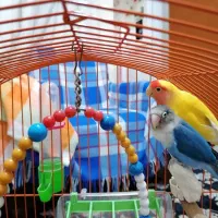 طوطی برزیلی|پرنده|بندر انزلی, پیل علی باغ|دیوار