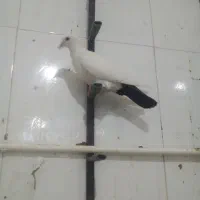 دمسیا پلنگ