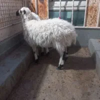 بره کوچک وکره نر