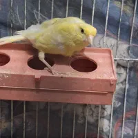 قناری ماده سرحال