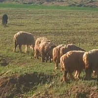 میش|حیوانات مزرعه|شهرکرد, |دیوار