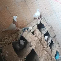 دو عدد کبوتر نر یه دوکت یه سفید دره شهر|پرنده|دره شهر, |دیوار