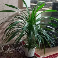 گل پاندانوس