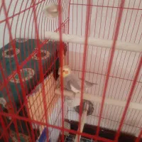 فوروشی فوری