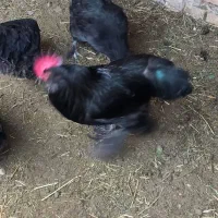 خروس مرند قرسی