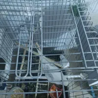 فروش دو جفت عروس هلندی پروانه ای|پرنده|بناب, |دیوار