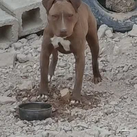 واگذاری پیتبول