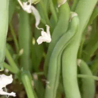 خوردنی|خوردنی و آشامیدنی|ملایر, |دیوار