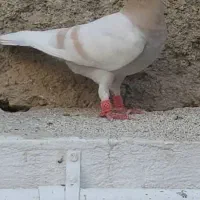 کبوتر پلاکی کرم ماده و طوق سیاه ماده
