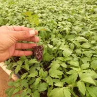 انواع نشا هیبریدی گلخانه ای