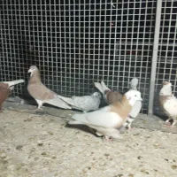 کفتر|پرنده|شیراز, شیخ روزبهان|دیوار