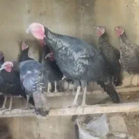 بوقلمون محلی