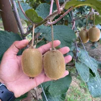 فروش-باغ-کیوی-به-متراژ5000متر