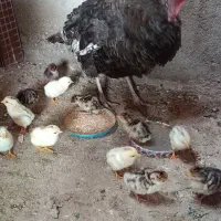 بوقلمون با جوجه