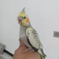 عروس هلندی|پرنده|شیراز, قلعه شاهزاده بیگم|دیوار