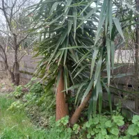 ۵عددیوکا بزرگ تنه قوی وزیبا