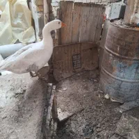 قاز نر ۱ساله