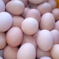 مرغ وتخم مرغ محلی