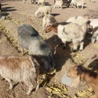 فروش نری بخته