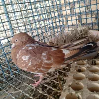 کبوتر کله ایی