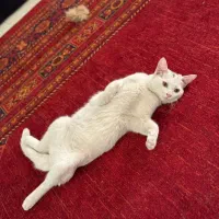 واگذاری دو گربه نر|گربه|شیراز, شهرک مدرس|دیوار