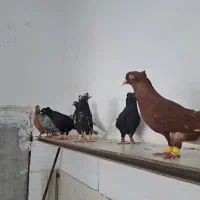 کفتر رنگه و دو رگه هم پرشی هم جفتگاه