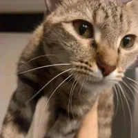 واگذاری گربه