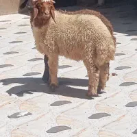 بره و گوسفند و بز