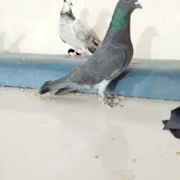 کفتر کبوتر|پرنده|مشهد, نیزه|دیوار