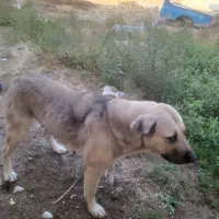 سگ عراقی ماده|سگ|مرند, |دیوار