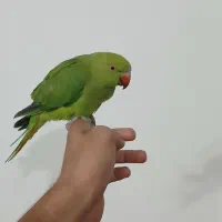 طوطی ملنگو|پرنده|شهرکرد, |دیوار