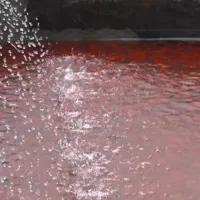 ماهی قرمز و سیاه