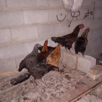فروش 4 عدد جوجه خروس