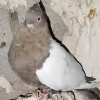 کبوترسینه قوای ماده|پرنده|کارون, |دیوار