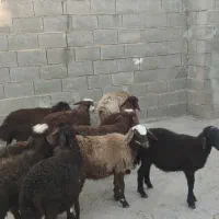 بره پای پروار|حیوانات مزرعه|کلاله, |دیوار