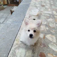 توله سگ|سگ|اصفهان, قائمیه|دیوار