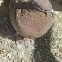 کفتر سرکه ای ماده کاکولی