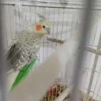 ۲عدد عروس هلندی سرحال وخوب