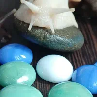 سلام فروش حلزون از۱ماه تامولد|خزنده|خرمآباد, |دیوار