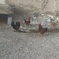 خروس|حیوانات مزرعه|دهلران, |دیوار