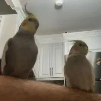 عروس هلندی جفت و زیبا|پرنده|تهران, منیریه|دیوار