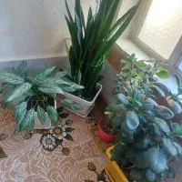 گل طبیعی|گل و گیاه طبیعی|ثلاث باباجانی, |دیوار