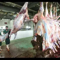 توجه توجه فروش تعاونی دام زنده شروع شد تنظیم بازار