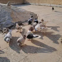 کبوتر ساعتی