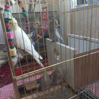 عروس هلندی