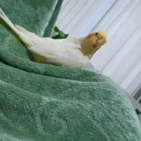 عروس هلندی گمشده|حیوانات|شیروان (خراسان), |دیوار