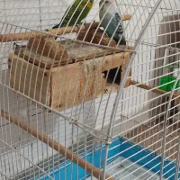 یک جفت مرغ|پرنده|قشم, |دیوار