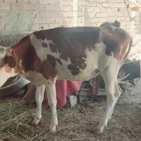 گاو گوساله ماده|حیوانات مزرعه|اهواز, کیانشهر|دیوار